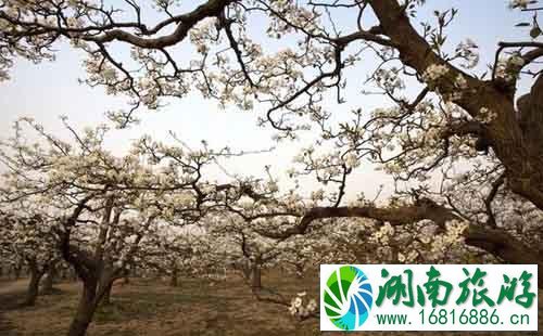 河北赵县梨花节在什么地方+什么时候去最合适