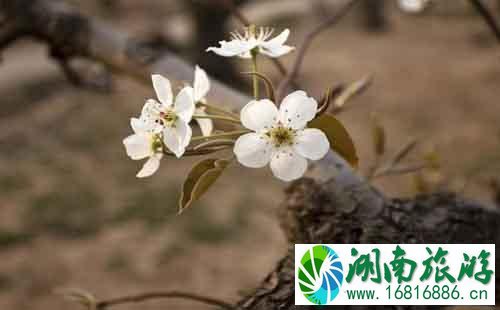 河北赵县梨花节在什么地方+什么时候去最合适