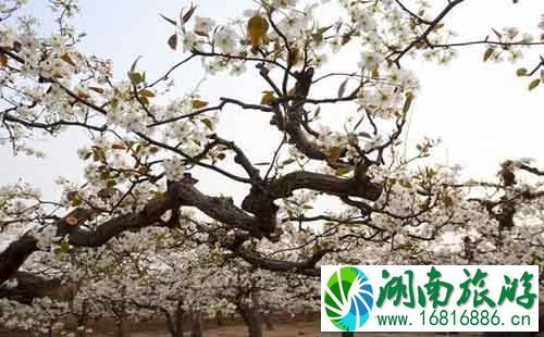 河北赵县梨花节在什么地方+什么时候去最合适