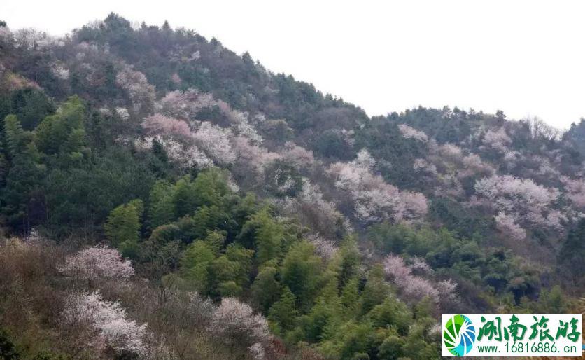 建德三都樱花分布图