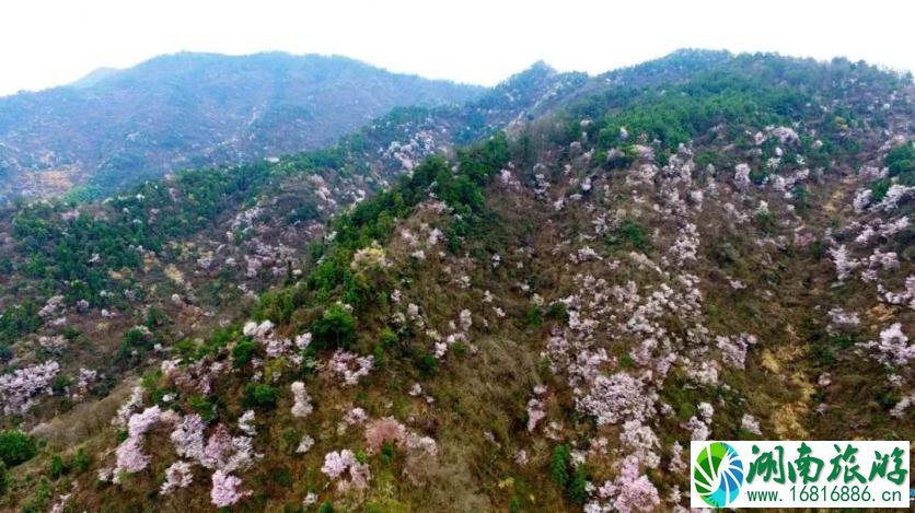 建德三都樱花分布图