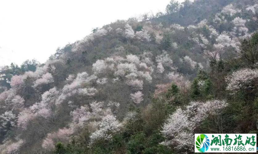 建德三都樱花分布图