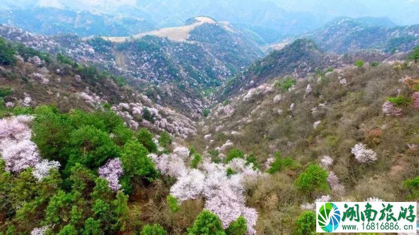 建德三都樱花分布图