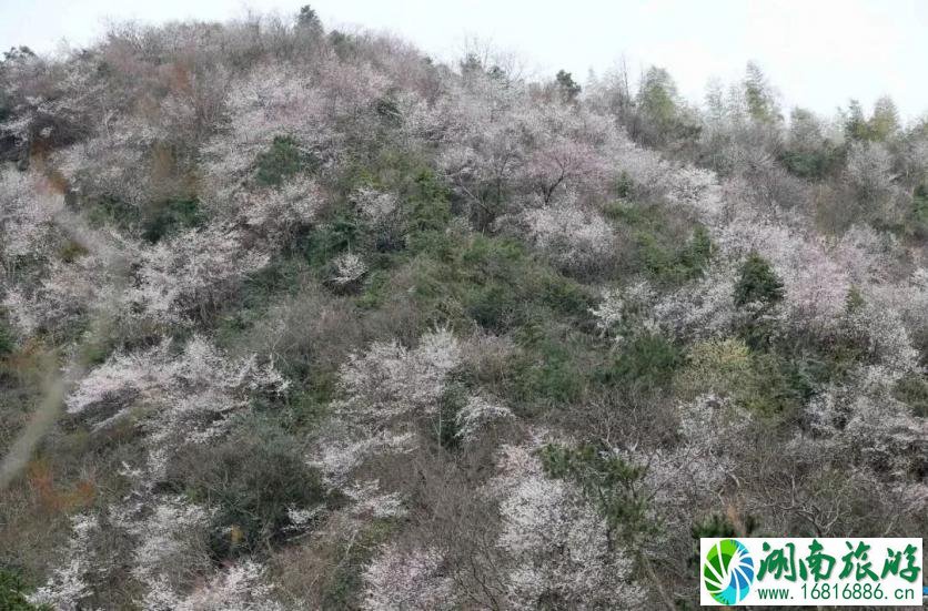 建德三都樱花分布图