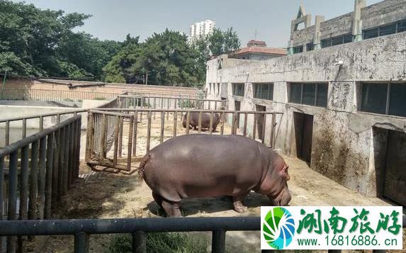 保定动物园地址 保定动物园怎么走坐什么车去