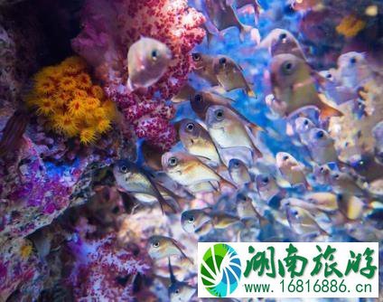 冲绳美丽海水族馆游玩攻略