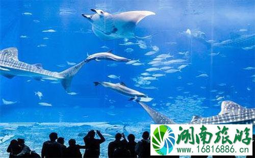 冲绳美丽海水族馆游玩攻略