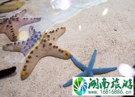 冲绳美丽海水族馆游玩攻略