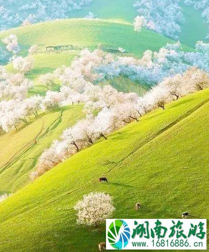 古尔邦节2022是哪天 古尔邦节去哪里旅游