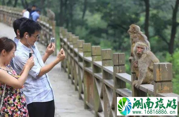 蟒河景区门票多少钱