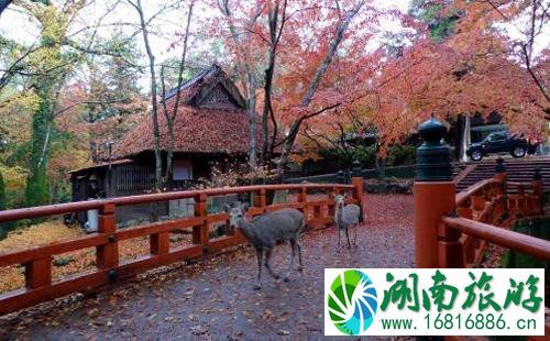 奈良一日游怎么安排为好 奈良旅游必去景点