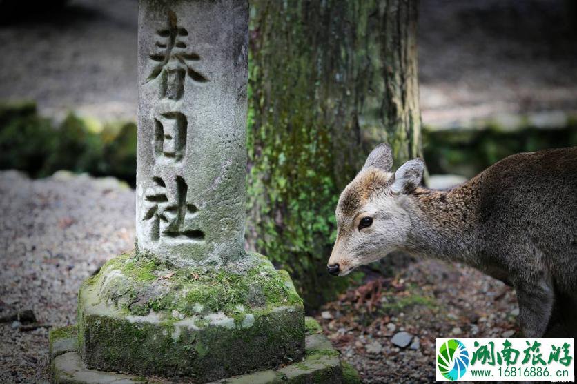 奈良一日游怎么安排为好 奈良旅游必去景点