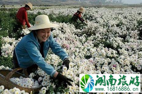 黄石周边游赏花旅游去哪好