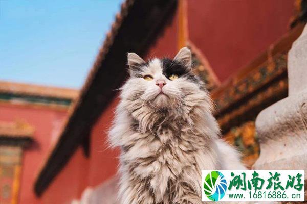 故宫的猫可以领养么 故宫的猫是什么品种