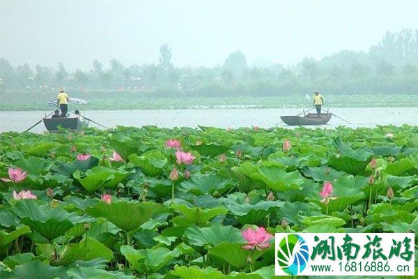 白洋淀和衡水湖哪个好玩?它们之间有什么区别?