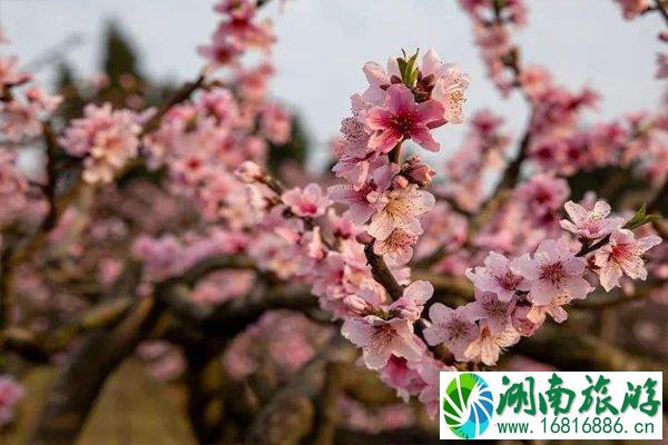 龙泉桃花开了吗2022 龙泉桃花节是几月几日