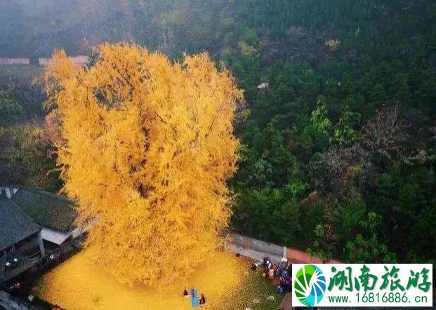 大漠胡杨林景区介绍