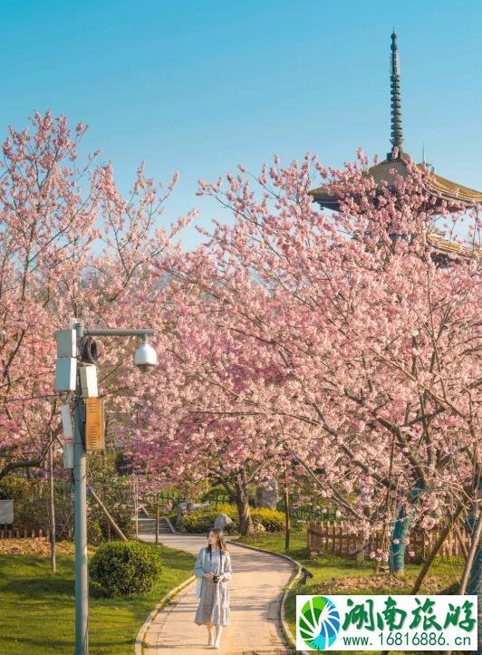 东湖樱花园要门票吗 东湖樱花园2022年什么时候开放和预约