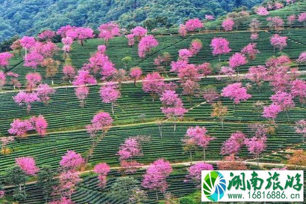 2022无量山樱花谷花期 无量山樱花谷拍摄攻略