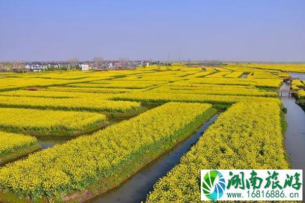 2022兴化油菜花景点在哪里及游玩攻略