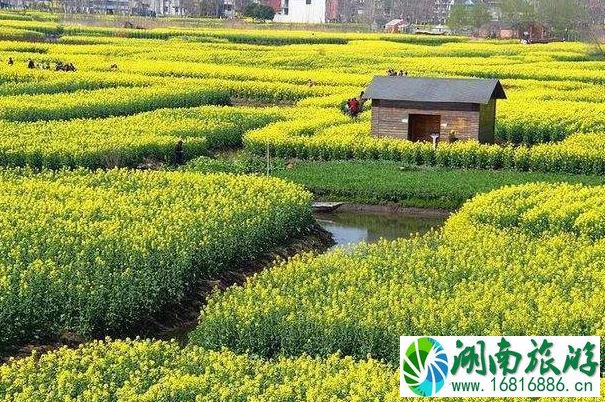 2022兴化油菜花景点在哪里及游玩攻略