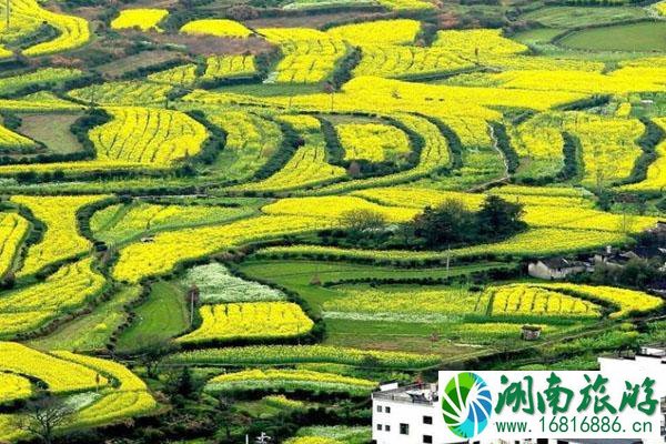 2022年篁岭油菜花开放时间 什么时候结束