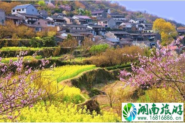 上虞油菜花梯田在哪里 附赏花线路