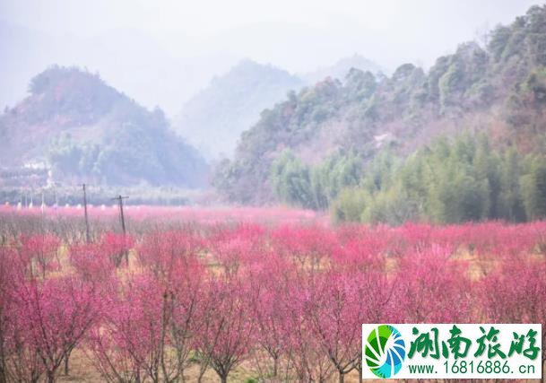 天子地樱花岭游玩攻略 桐庐天子地樱花岭最佳观赏时间