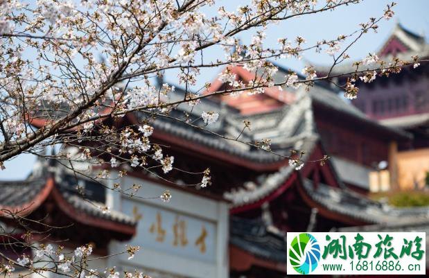 2022年鸡鸣寺樱花最佳观赏时间 鸡鸣寺樱花需要预约门票吗