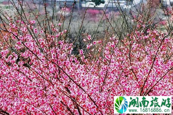 2022花果山风景区春季最佳赏花时间