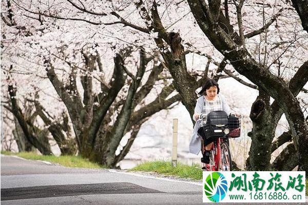 关西樱花观赏地点推荐