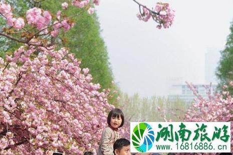 2022中国科技大学樱花开了吗(附赏樱花攻略)