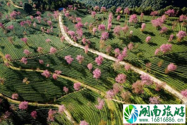 无量山樱花谷最佳游玩时间介绍 附门票、地址、交通、景区介绍