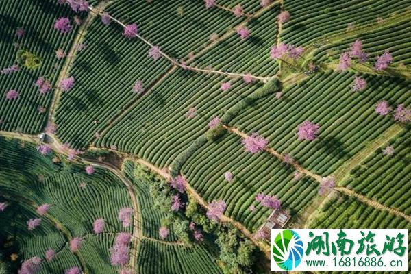 无量山樱花谷最佳游玩时间介绍 附门票、地址、交通、景区介绍