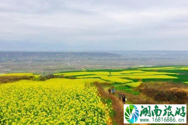 白鹿原油菜花在哪里?什么时候开?