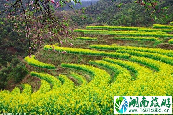 篁岭古村在哪里 油菜花什么时候开