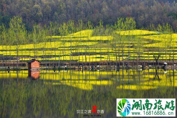 油菜花最好的地方是哪 每一个都值得一去