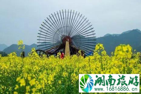 2022开化油菜花观赏路线推荐