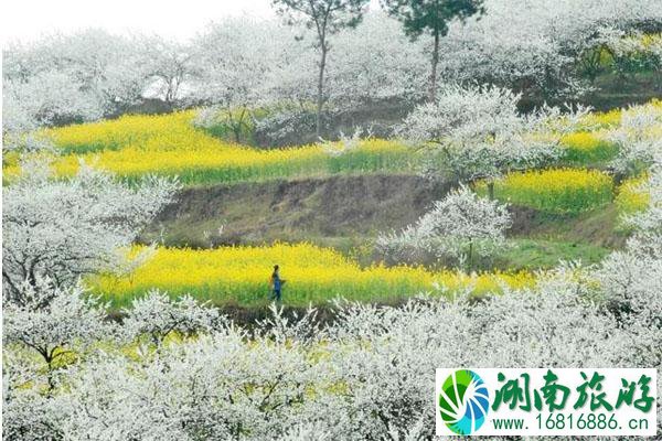 三月油菜花最佳观景地区推荐2022