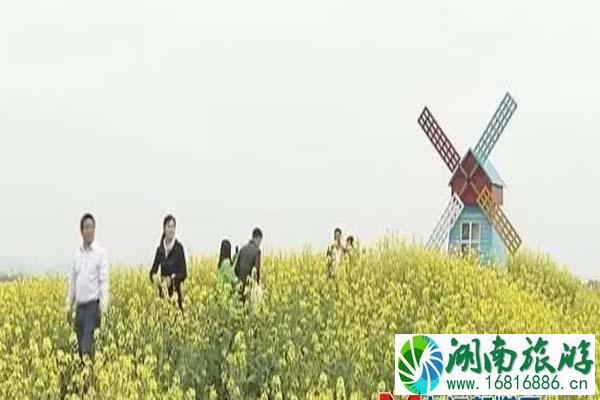 彭泽棉船油菜花介绍 什么时候开放