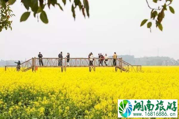 彭泽棉船油菜花介绍 什么时候开放