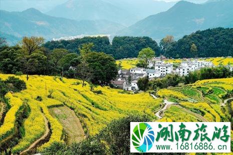 2022年国内油菜花观赏地点推荐 附花期及路线推荐