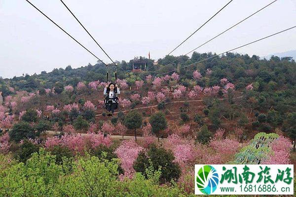 常宁罗桥镇百万樱花园樱花开了吗2022 附樱花园具体位置