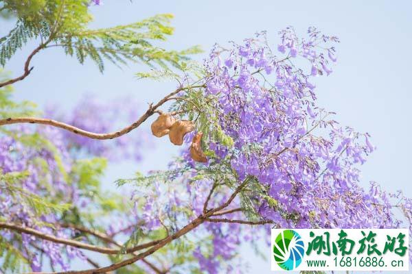 西昌蓝花楹好看吗?蓝花楹哪里最好看?