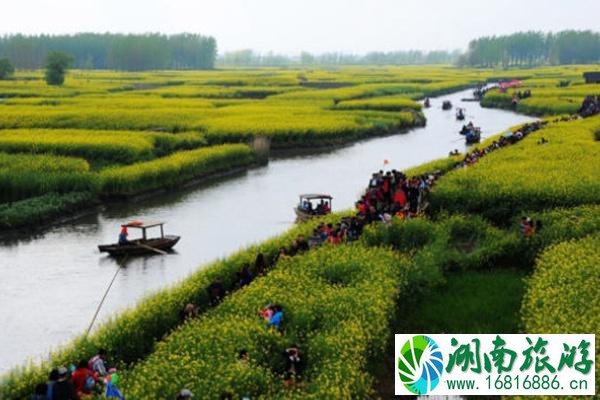 兴化油菜花景点在哪里