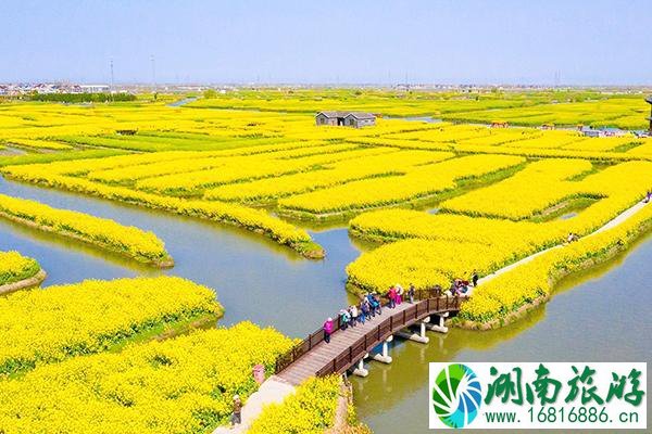 兴化油菜花最佳时间2022 兴化油菜花景点在哪里