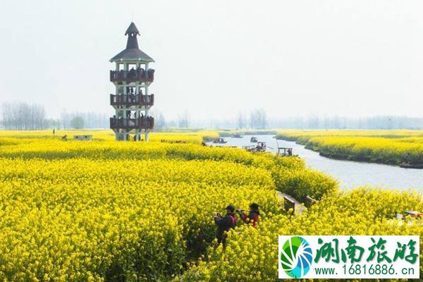 兴化油菜花最佳时间2022 兴化油菜花景点在哪里