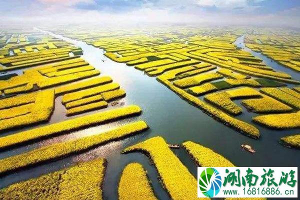 2022兴化油菜花最佳时间 兴化油菜花攻略