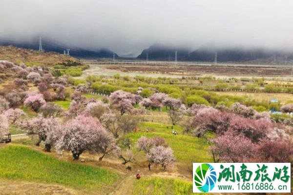 国内赏桃花最出名的地方 中国5大赏桃花胜地