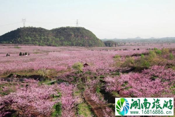 平谷赏桃花最佳路线